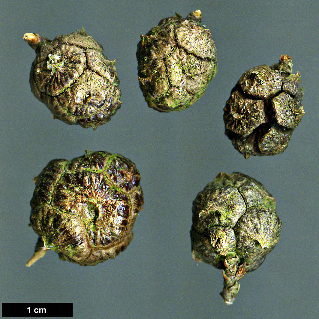 High resolution image: Family: Cupressaceae - Genus: Cupressus - Taxon: himalaica